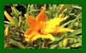 Hemerocallis Burning Daylight c