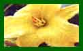 Hemerocallis Eenie Weenie c