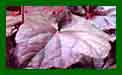 Heuchera Obsidian c