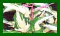 Hosta Fire And Ice c