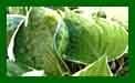 Hosta Francee c