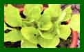 Hosta Sum & Substance c