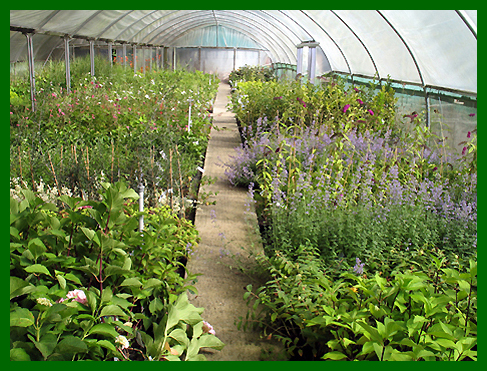 Hydrangea's, Nepeta, Buddleja, Anemonies etc