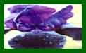 Iris Deep Black c