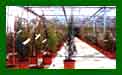 Juniperus Blue Arrow c