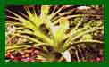 Kniphofia Northiae c