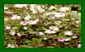 Lavatera Barnsley Baby c