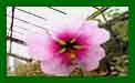 Lavatera Biocolour c