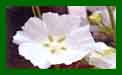 Lavatera Ice Cool c