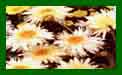 Leucanthemum Goldrausch c
