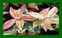 Leucothoe Rainbow c
