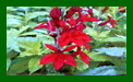 Lobelia Fan Burgandy c