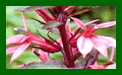 Lobelia Fan Deep Rose c