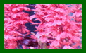 Lobelia Fan Salmon c