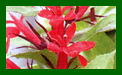 Lobelia Fan Scarlet c