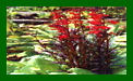 Lobelia Fulgens Elmfeur c