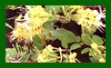 Lonicera Japonica Sweet Isabel c