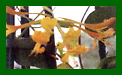 Lonicera Mandarin c