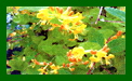 Lonicera Tellmanniana c