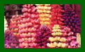 Lupinus Tutti Frutti c