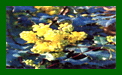 Mahonia Appollo c
