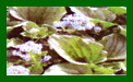 Myosotidium Hotensia c
