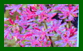 Nerine Bowdenii c