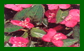 Oenothera Glowing Magenta c