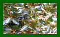 Osmanthus Hetro Purpureus c
