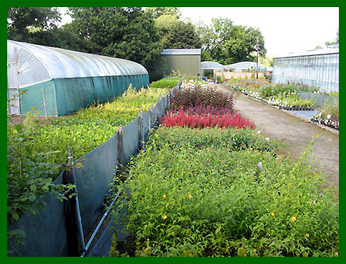 Outdoor growing area Showing a small part of our range.