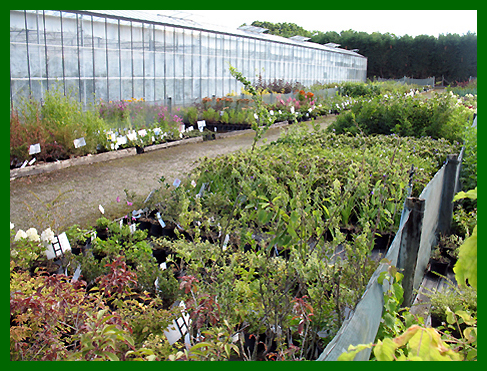 Outdoor growing area back by our specimen growing glass house