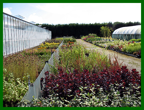 Outdoor growing area foreground Viburnum Carlesii Aurora,Cotinus Royal Purple