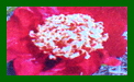 Paeonia Officinalis Rubra Plena c