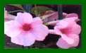 Pandorea Jasminodies Charisma c