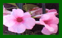 Pandorea Jasminoides Rosea Superba c