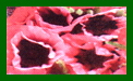 Papaver Orientale Fruit Punch c