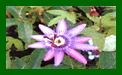 Passiflora Lavender Lady c
