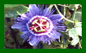 Passiflora Purple Haze c