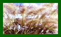Pennisetum Villosum Cream Falls c