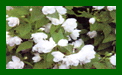 Philadelphus Manteau D'Hermine c