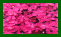 Phlox Cracker Jack c