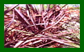 Phormium Bronze Baby c