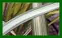 Phormium Cream Delight c