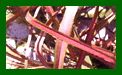 Phormium Jester c
