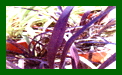 Phormium Platts Black c