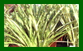 Phormium Tenax c