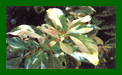 Photinia Pallette c