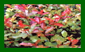Photinia Super Red c