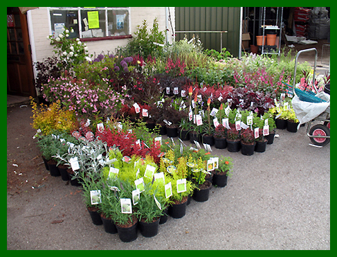 Plants being prepared for a show