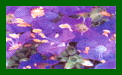 Polemonium Heavenly Habit c